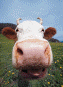 Filename: j0178988.jpg Keywords: animals, cows, mammals ... File Size: 64 KB